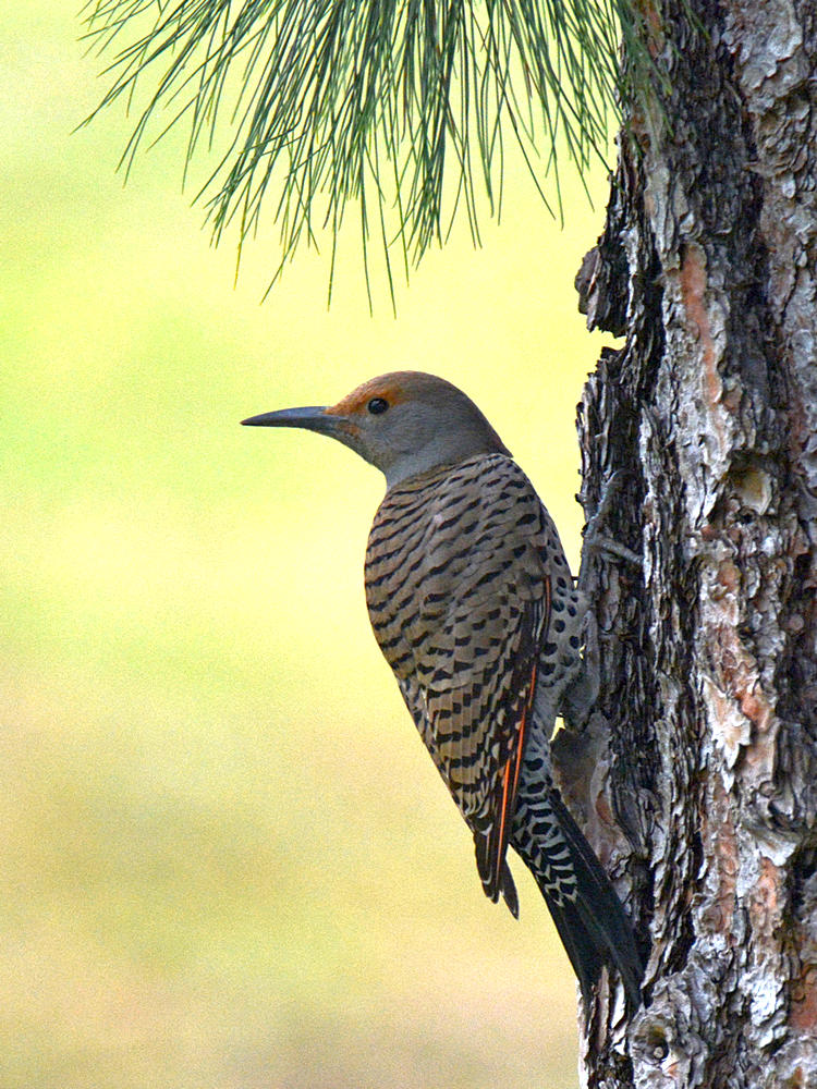 Flicker3.jpg