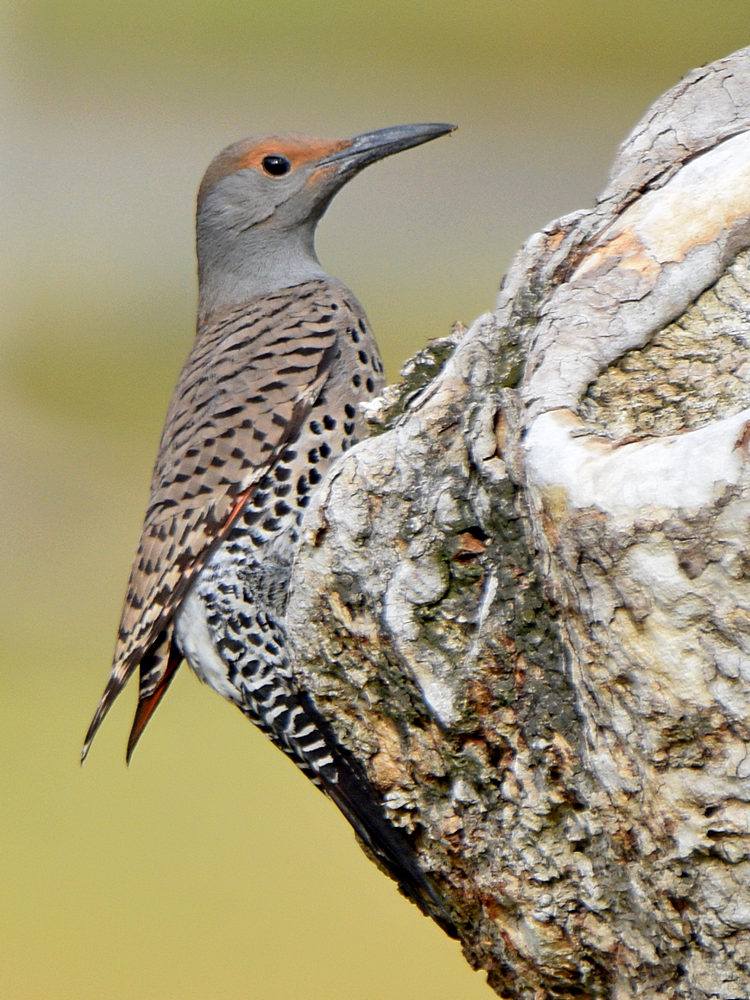 Flicker3.jpg