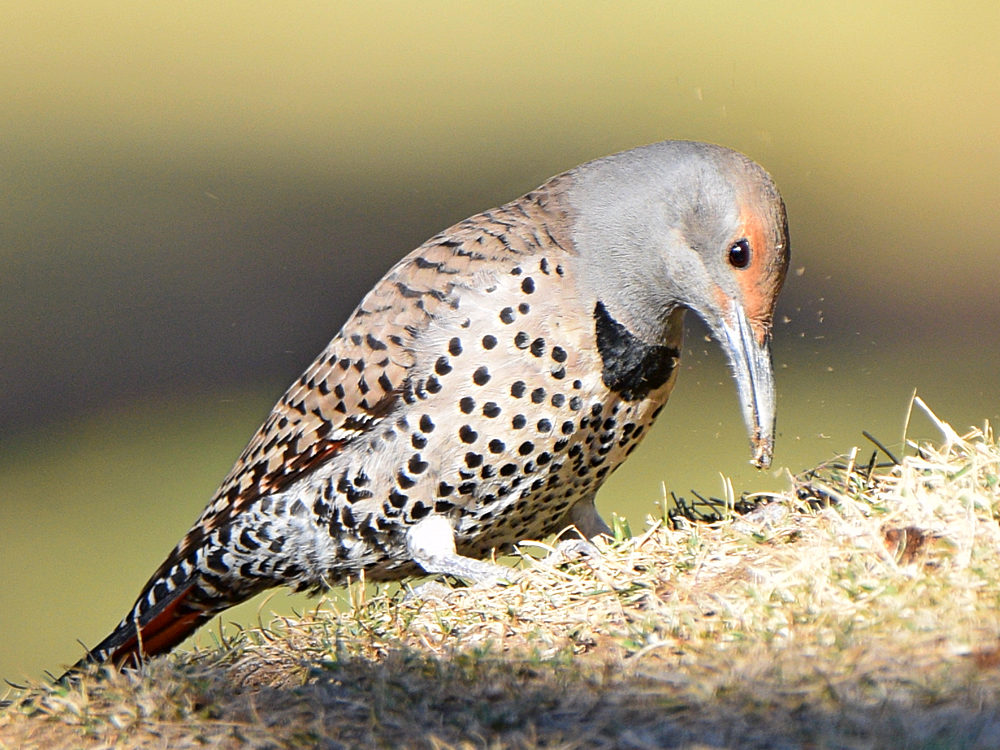 Flicker3.jpg
