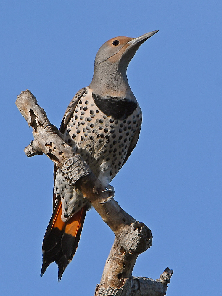 Flicker3.jpg