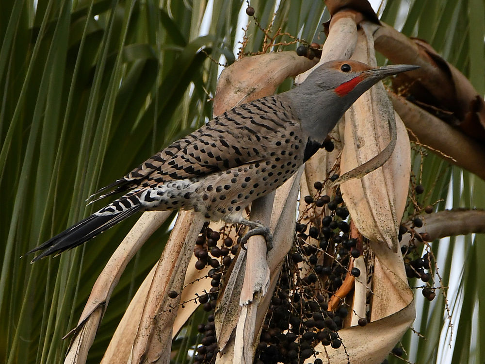Flicker3.jpg