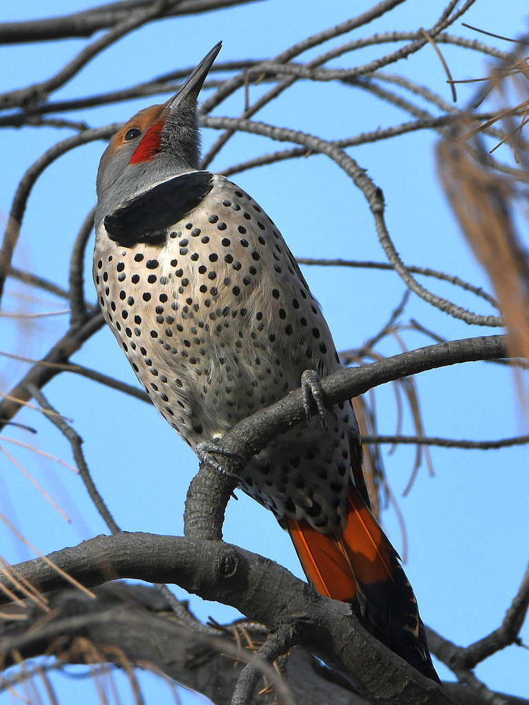 Flicker3.jpg