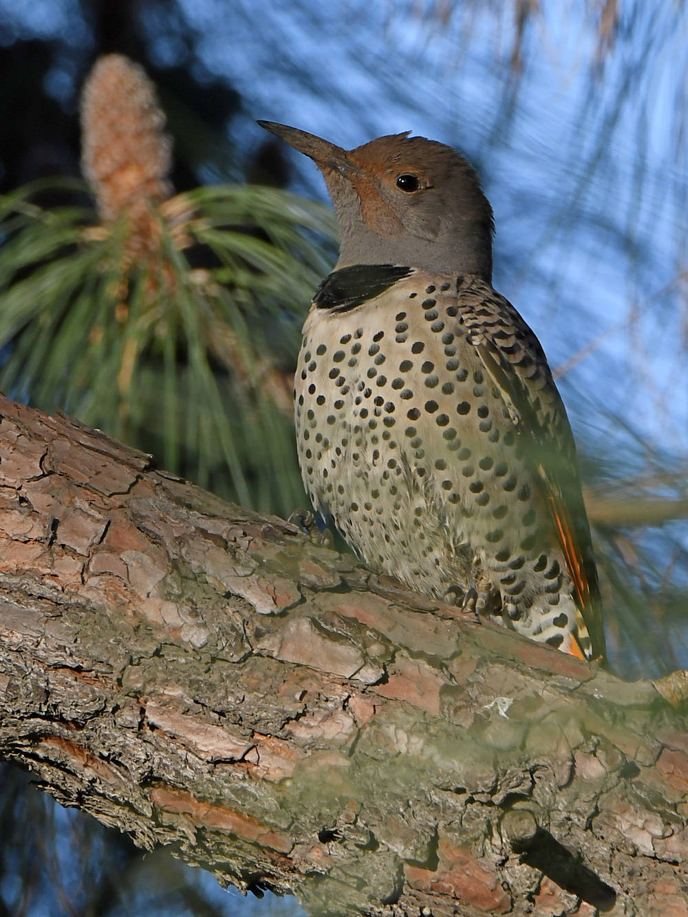 Flicker3.jpg