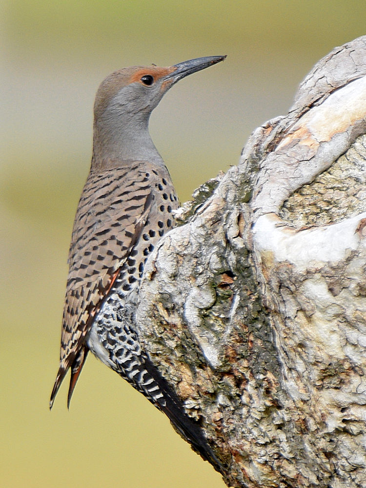 Flicker4.jpg