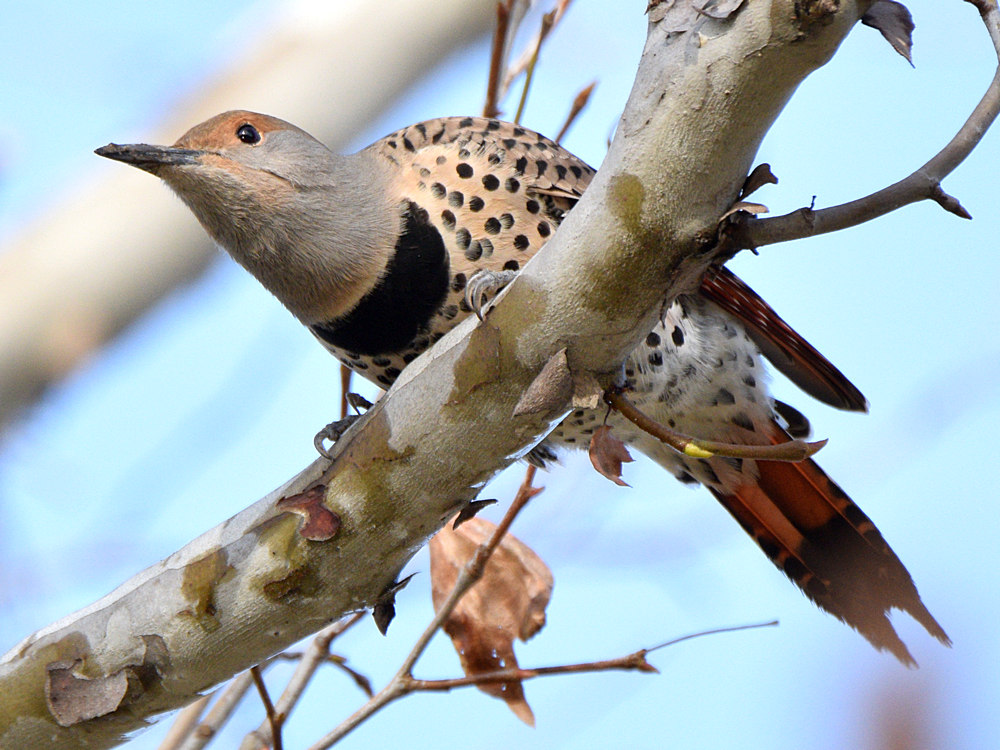 Flicker4.jpg