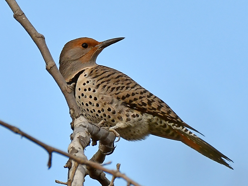Flicker4.jpg