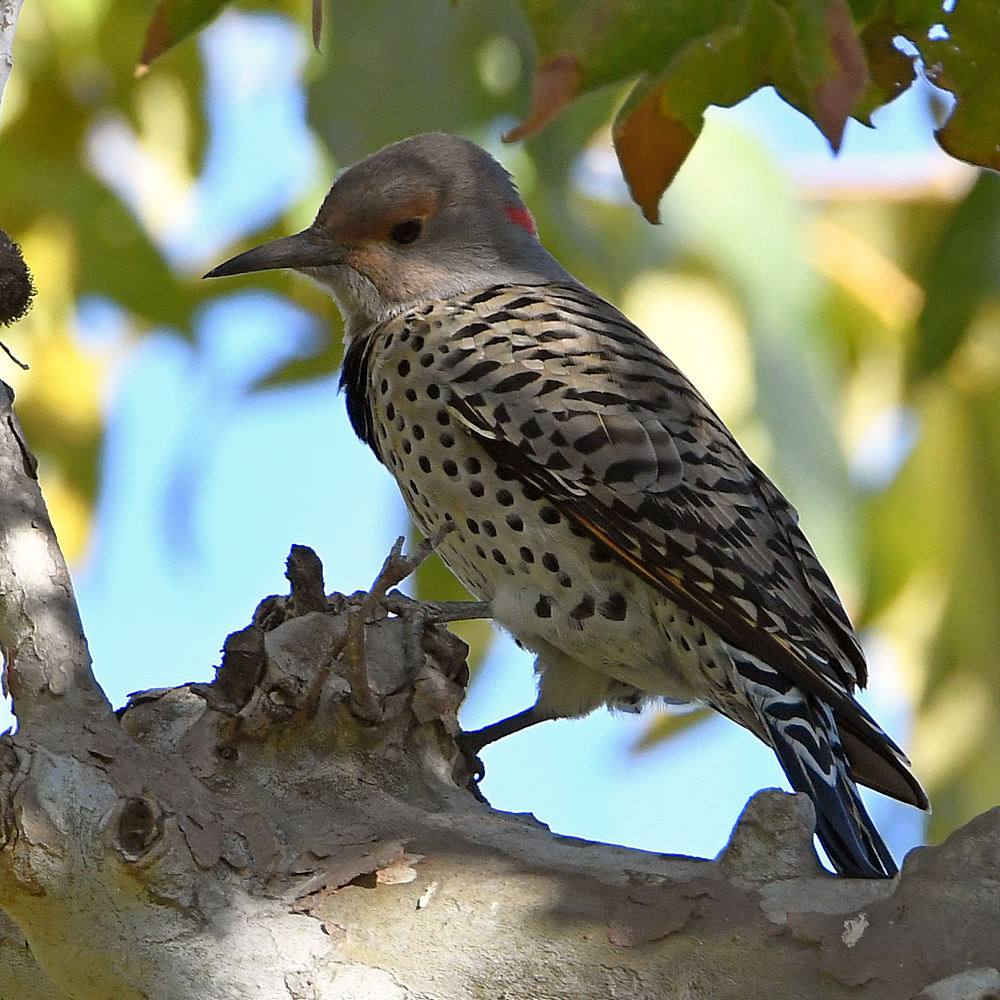Flicker4.jpg