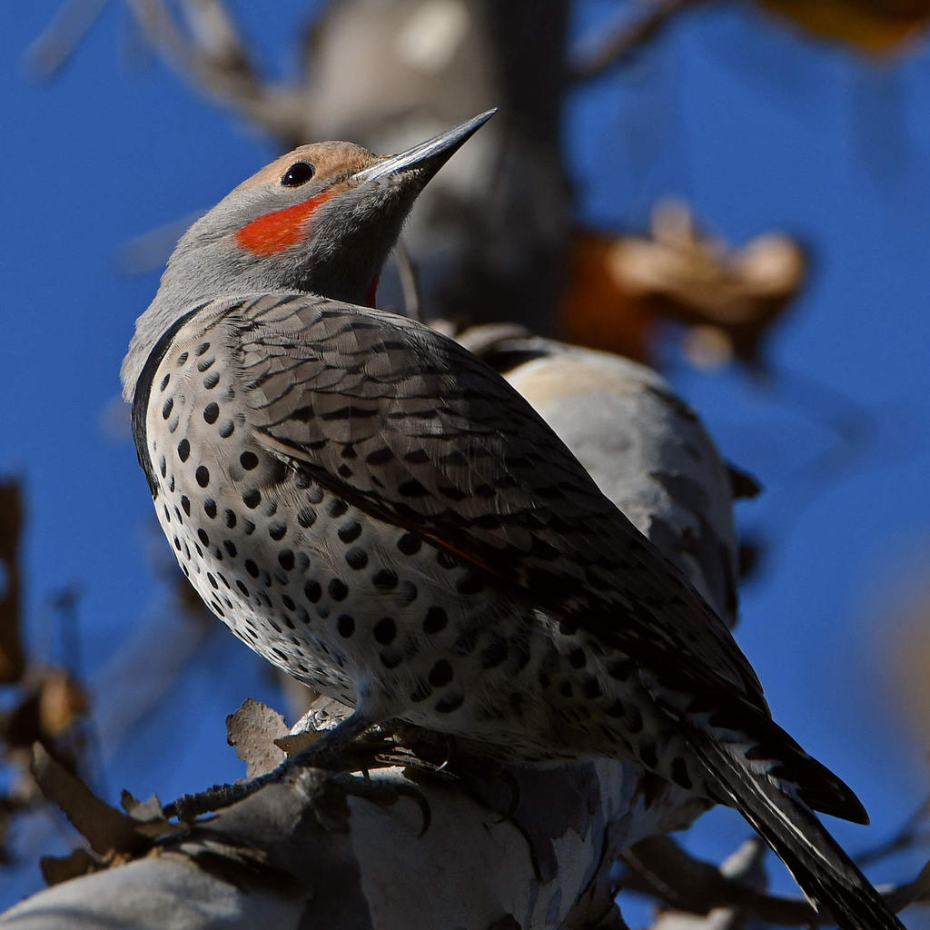 Flicker4.jpg