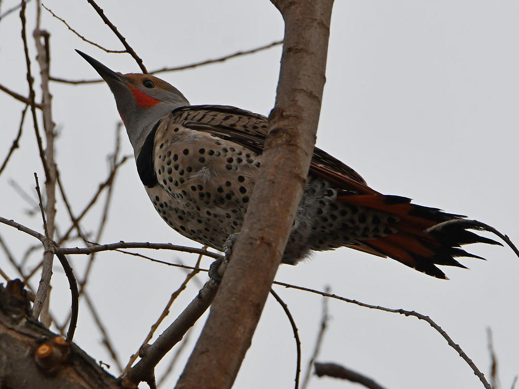Flicker4.jpg