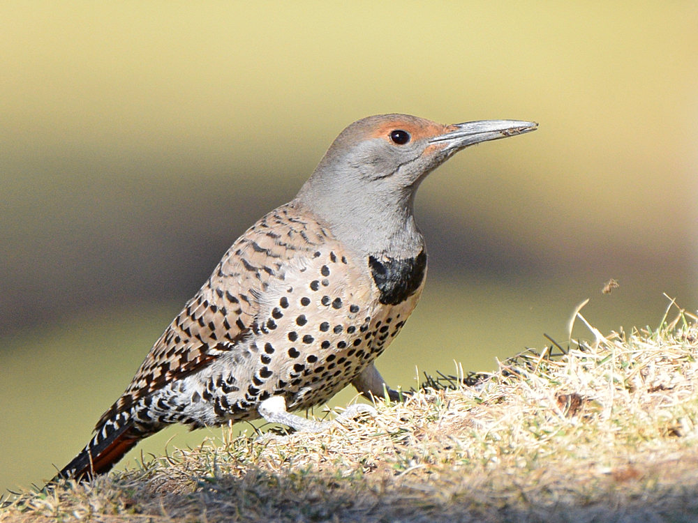 Flicker5.jpg