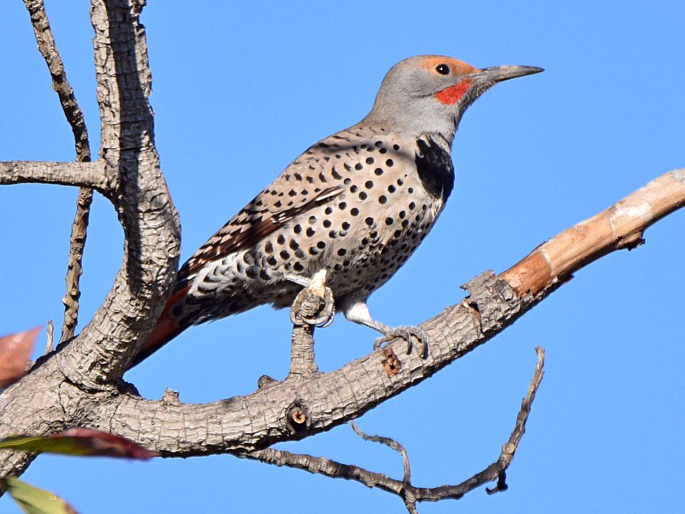 Flicker5.jpg