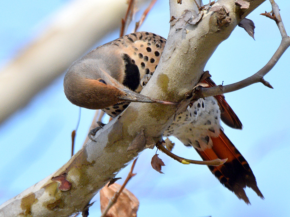 Flicker5.jpg