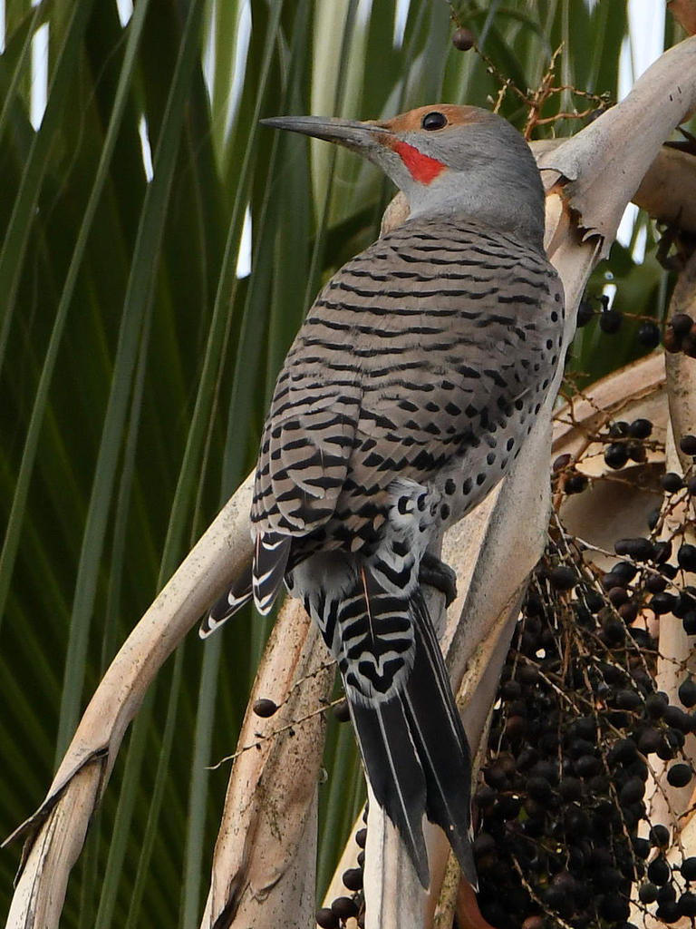 Flicker5.jpg