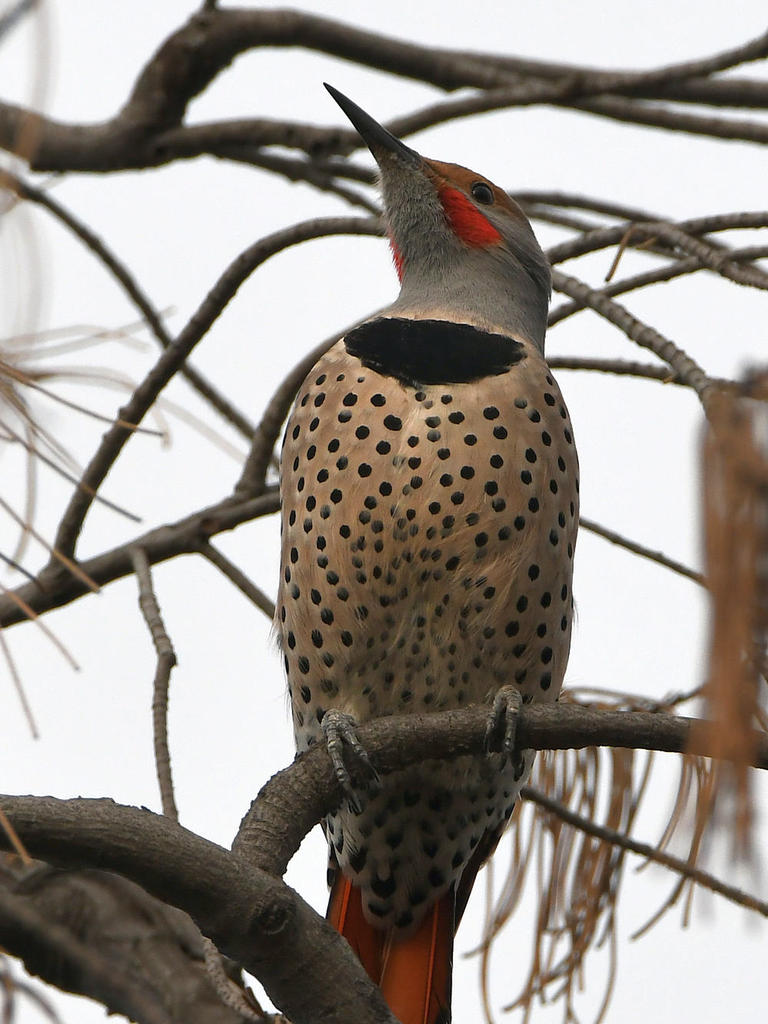 Flicker5.jpg
