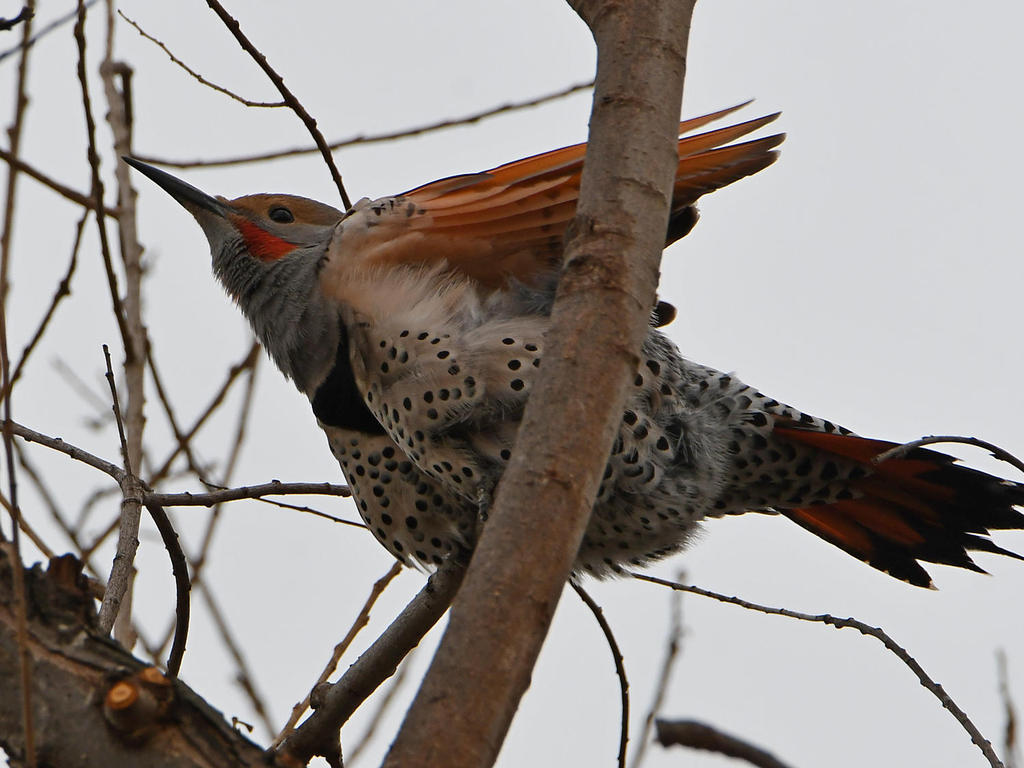 Flicker5.jpg