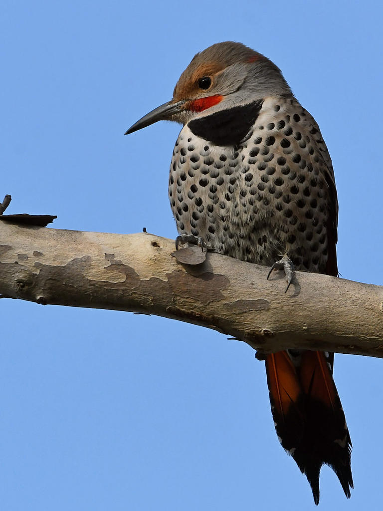 Flicker5.jpg
