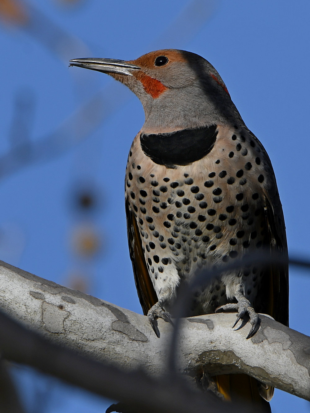 Flicker5.jpg