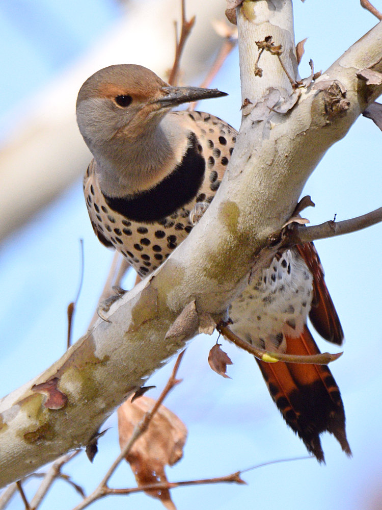 Flicker6.jpg
