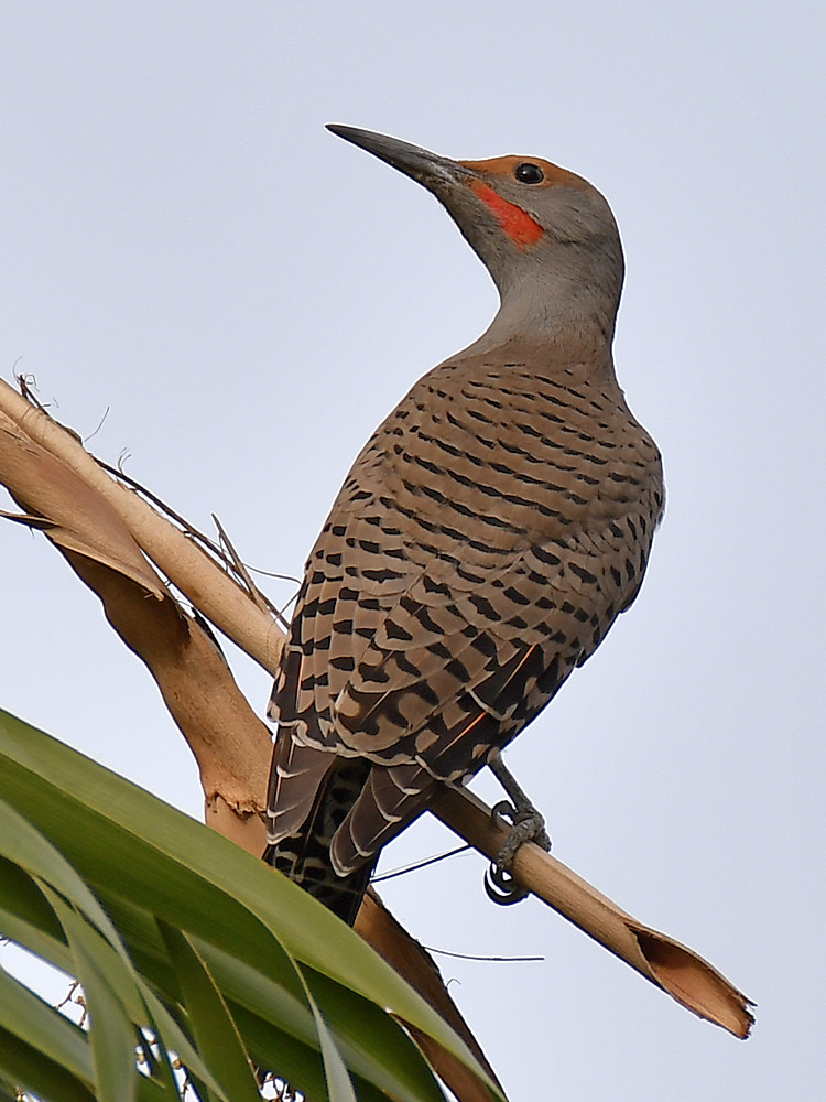 Flicker6.jpg