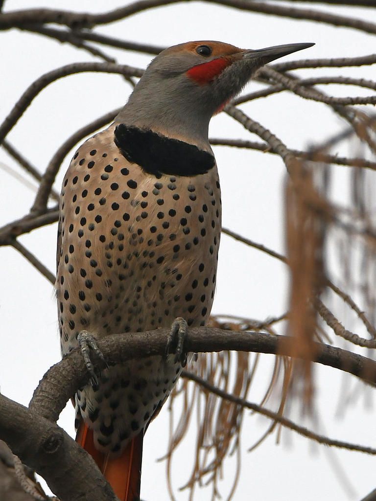 Flicker6.jpg