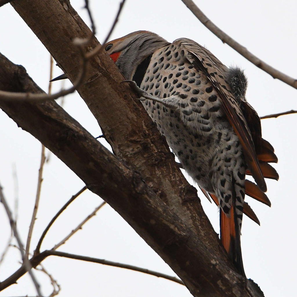 Flicker6.jpg
