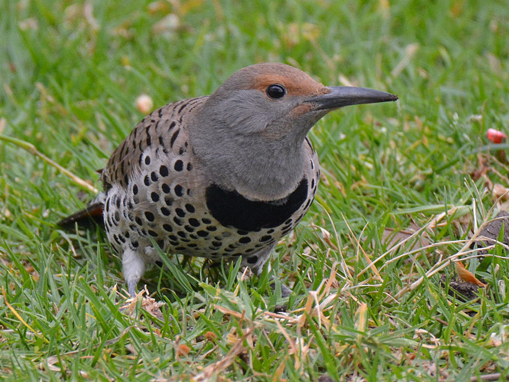Flicker7.jpg