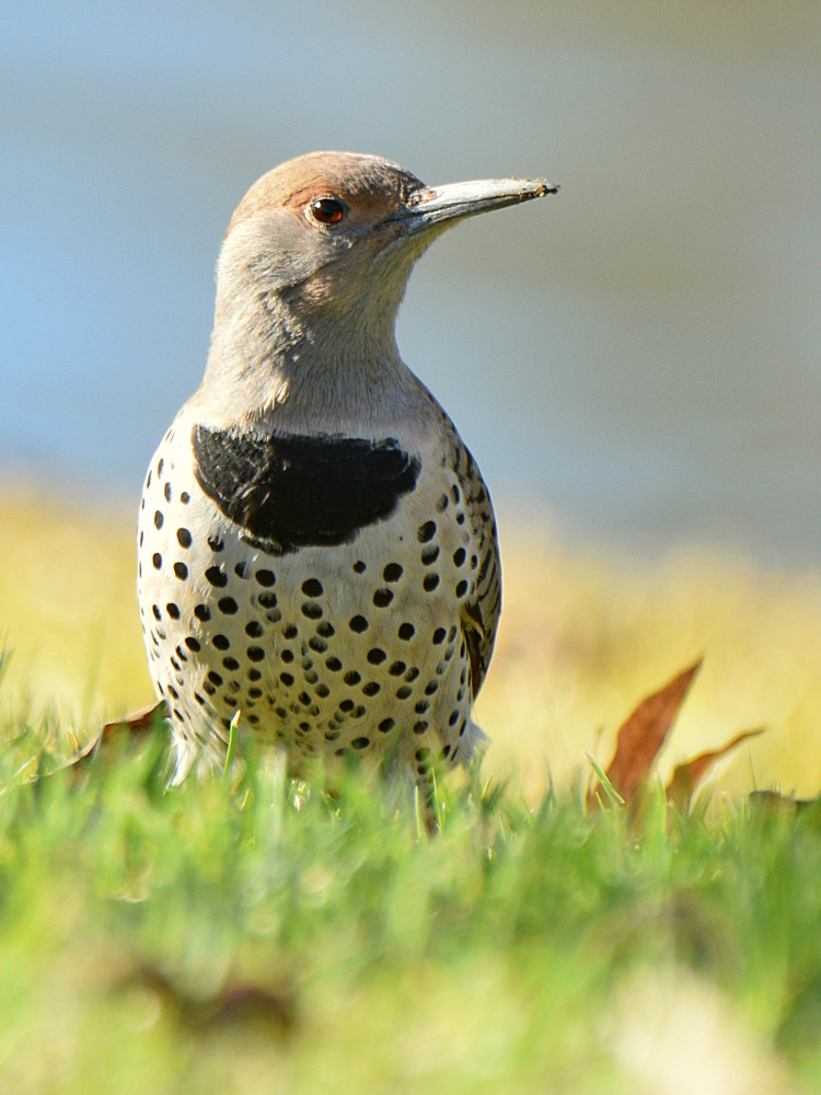 Flicker8.jpg