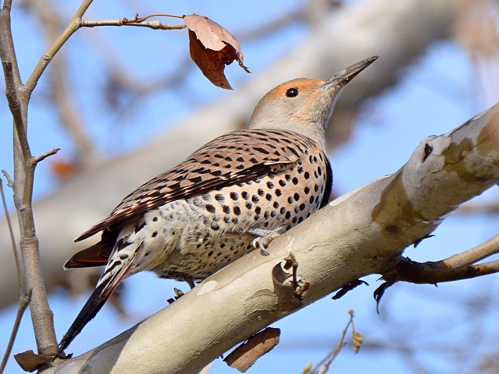 Flicker8.jpg