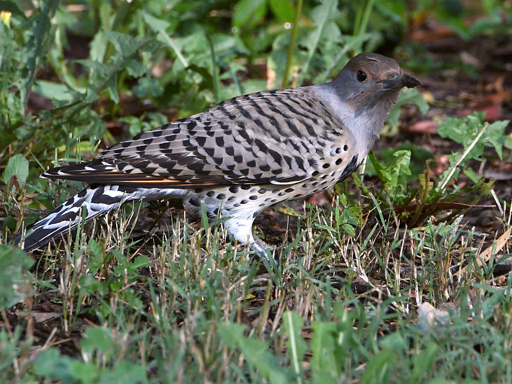 Flicker8.jpg