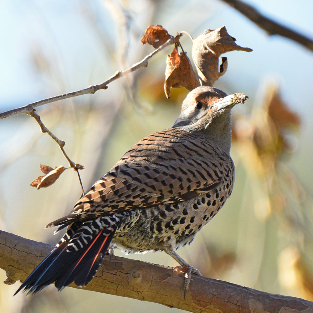 Flicker9.jpg