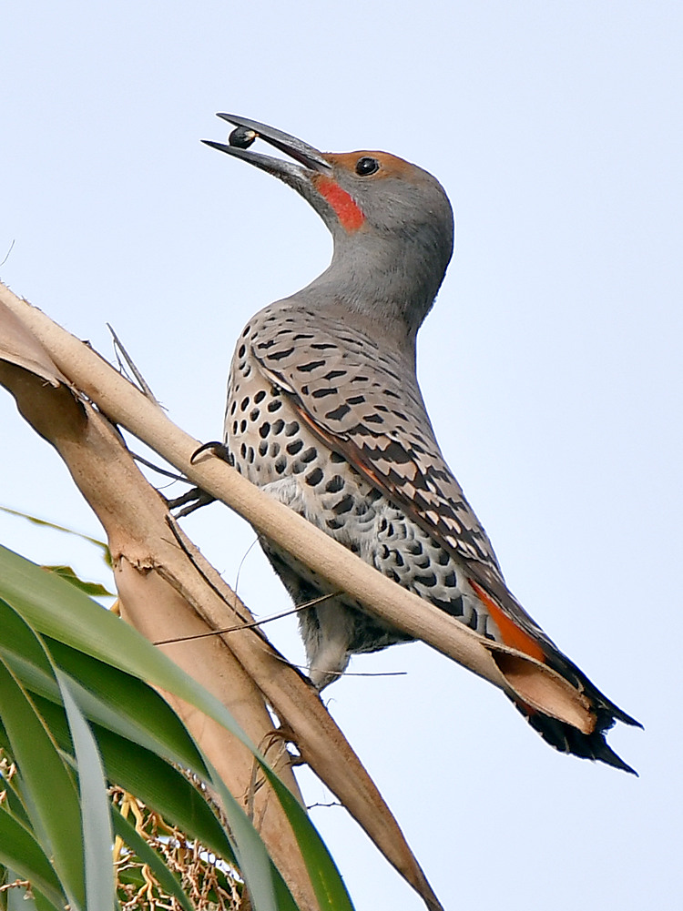Flicker9.jpg
