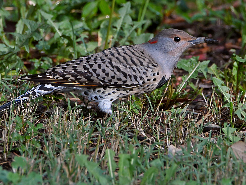 Flicker9.jpg
