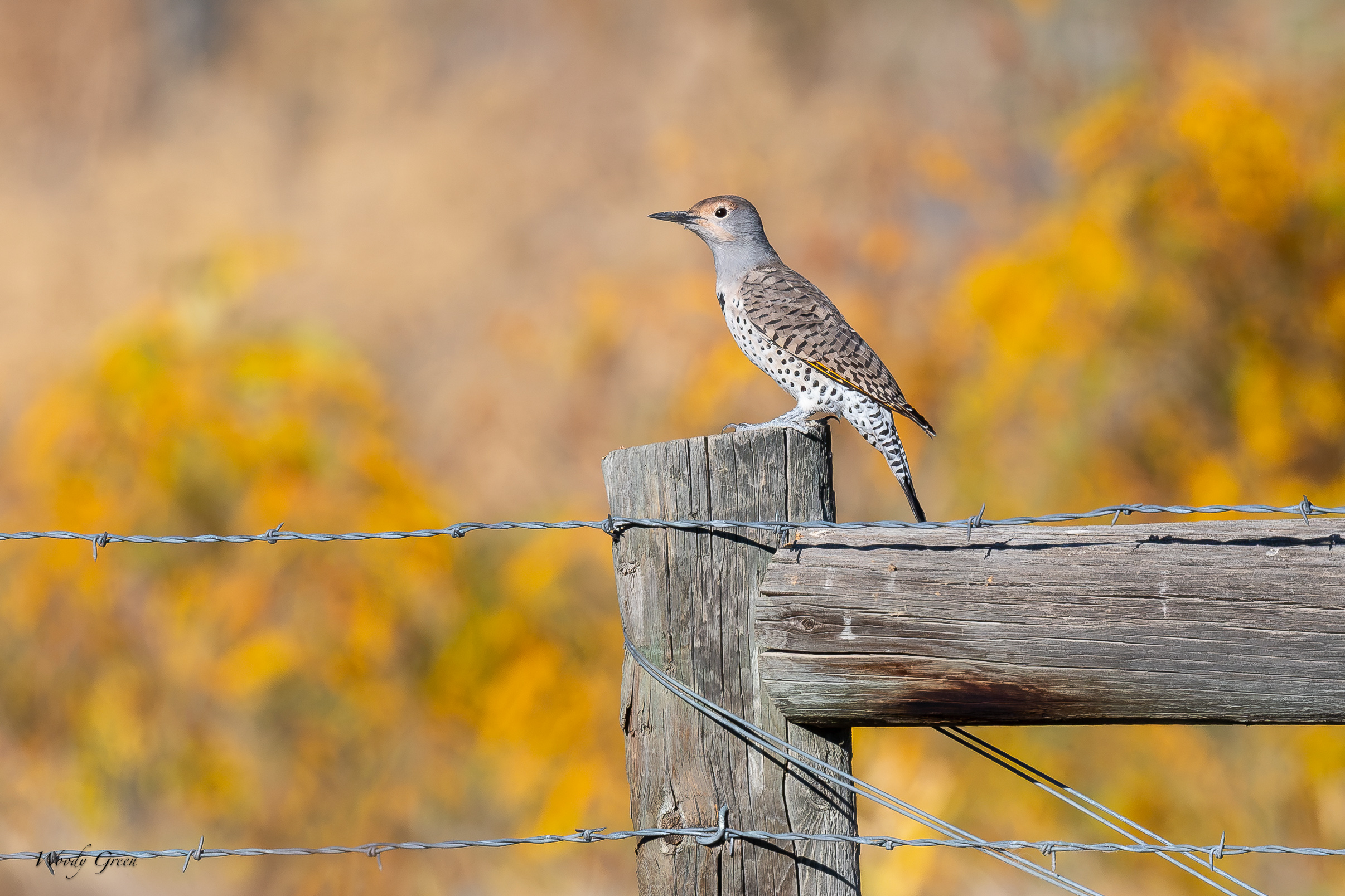 FlickerAutumn-755.jpg