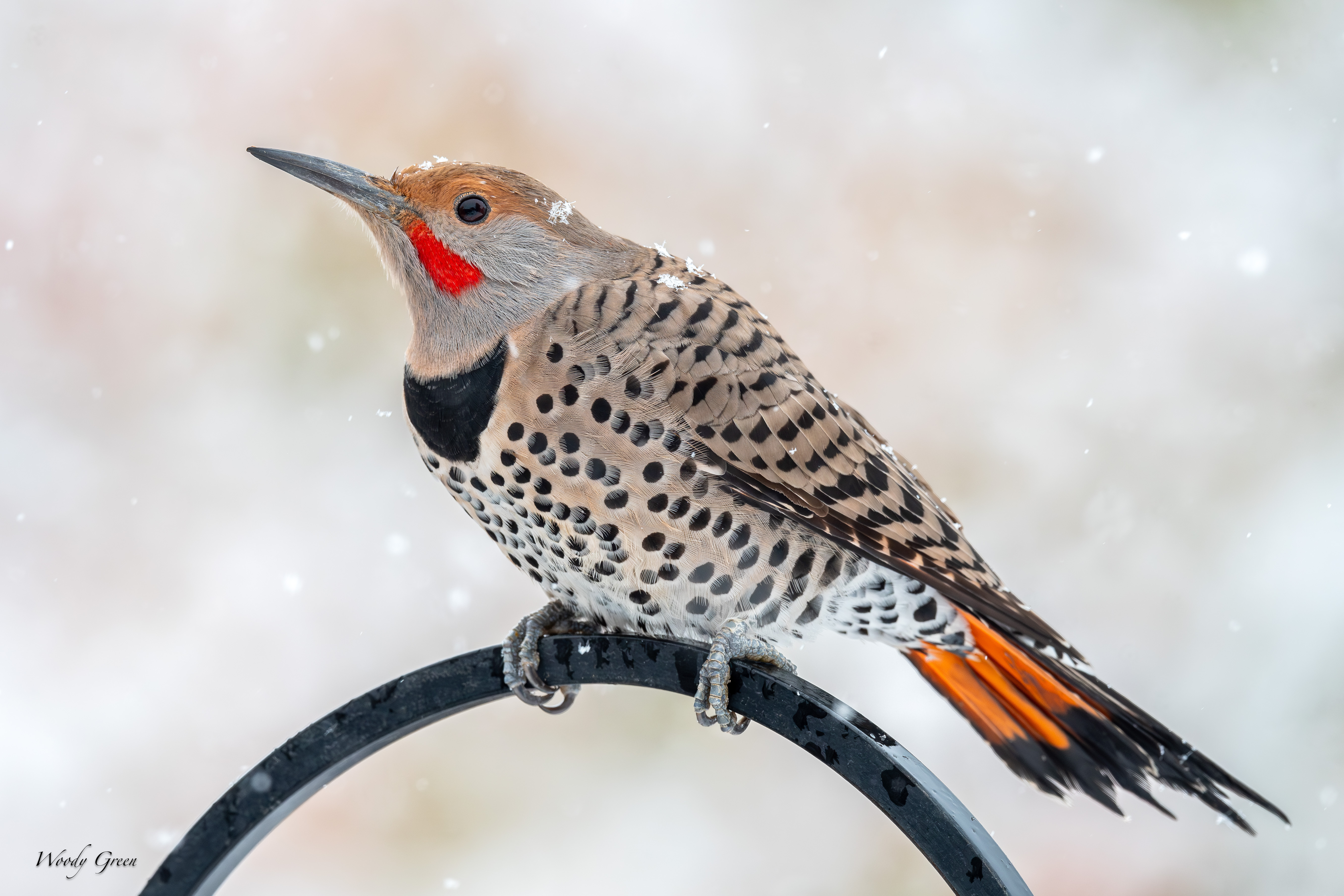 FlickerSnow-143.jpg