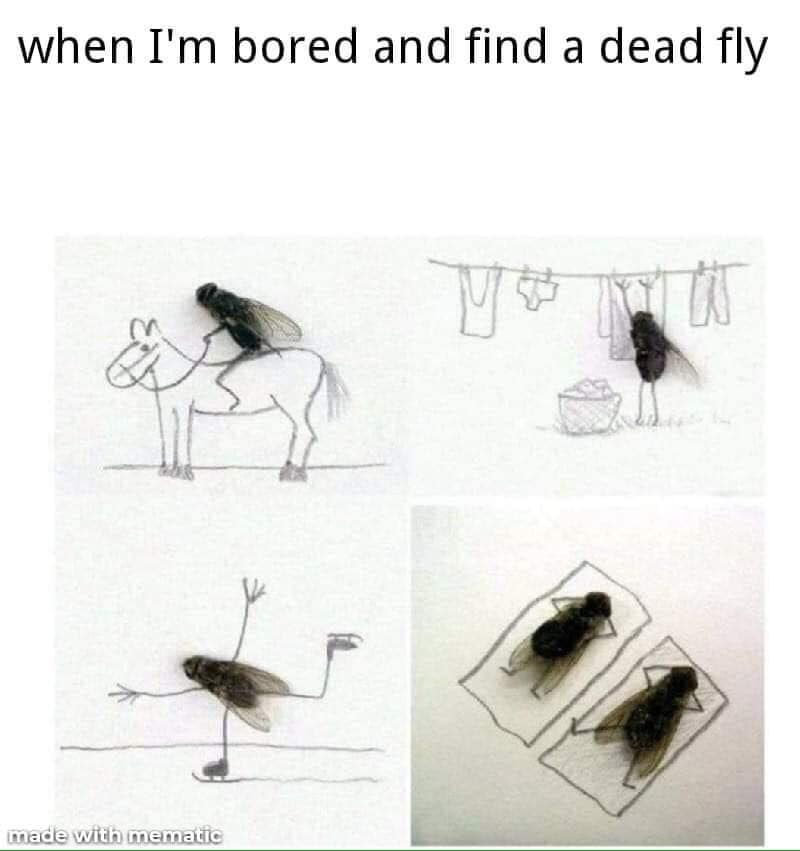 flies.jpg