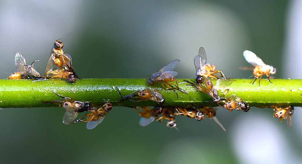 Flies.jpg