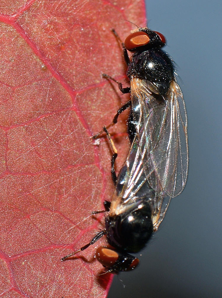 Flies2.jpg