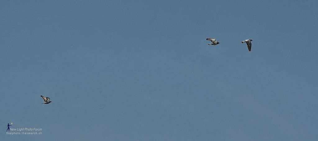 flight-1.jpg