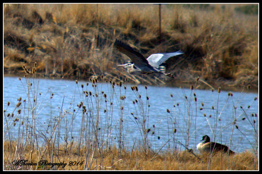 Flight of a Blue Heron 2.jpg