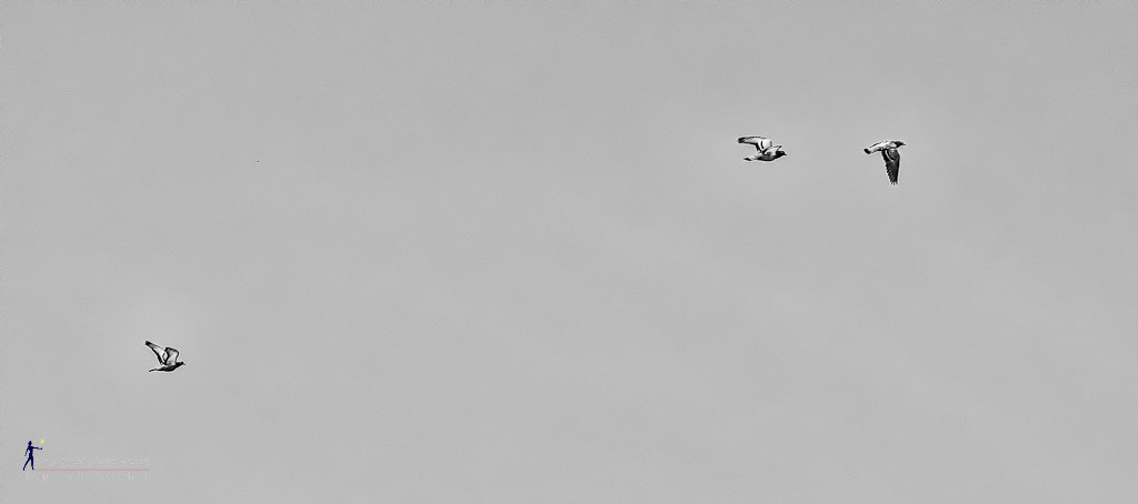 flightbw-1.jpg