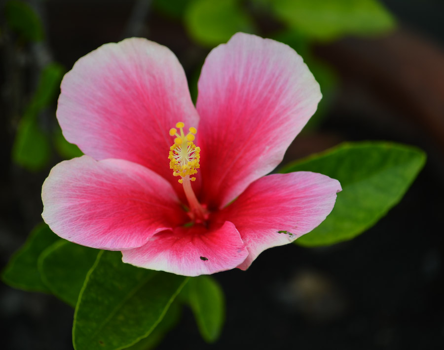 flo-srgb-1.jpg