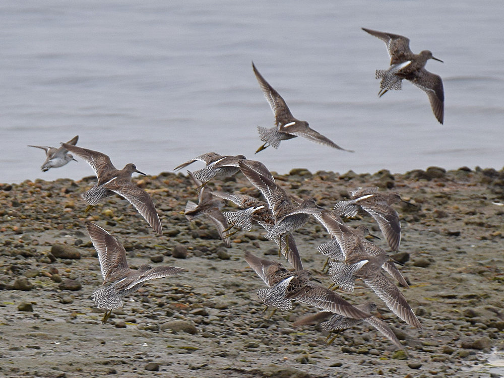 Flock.jpg