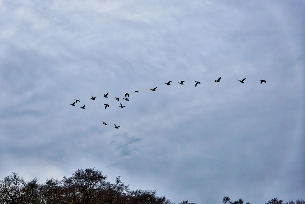 Flock.jpg