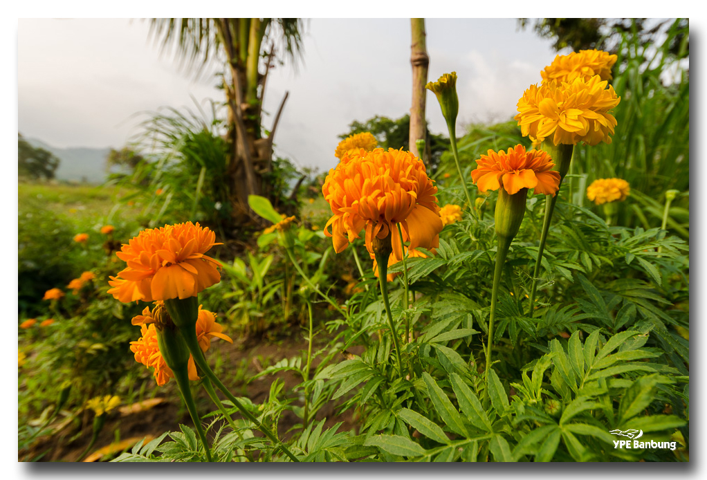 floer-orange-ype-banbung.jpg