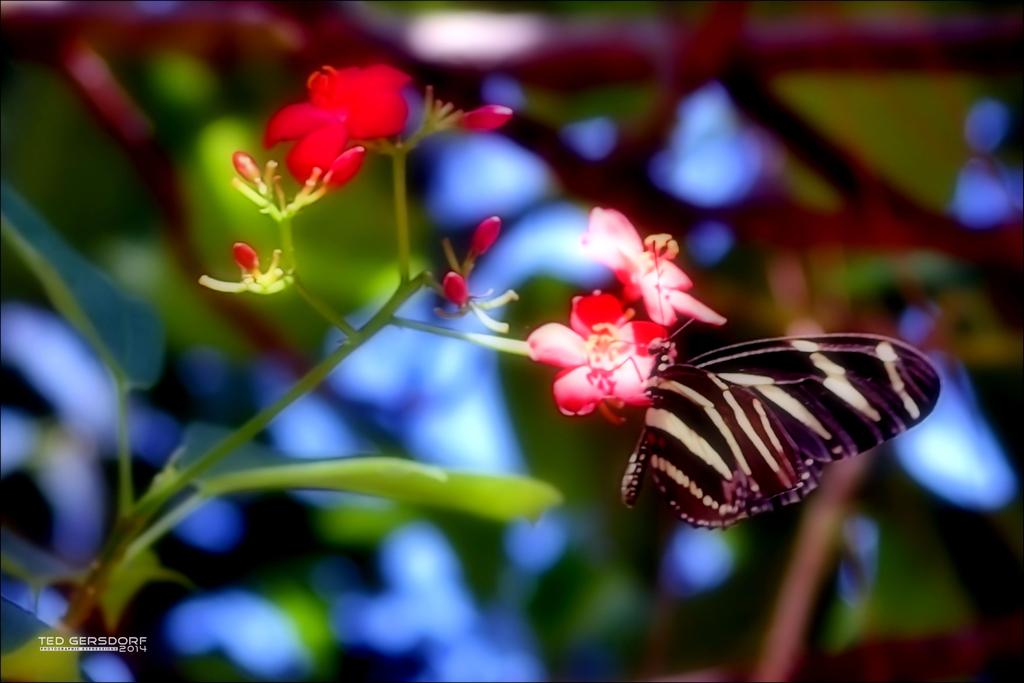 Flora AND Fauna.jpg