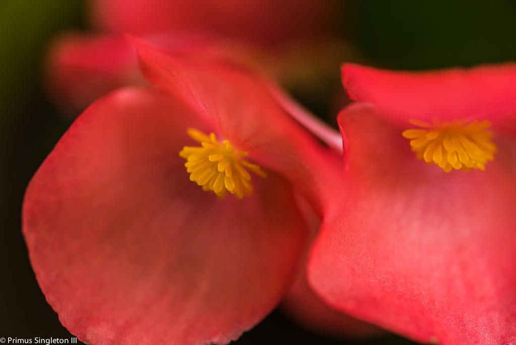 Floral innershot.jpg