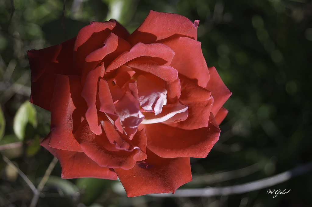 Floribuda rose sm.jpg