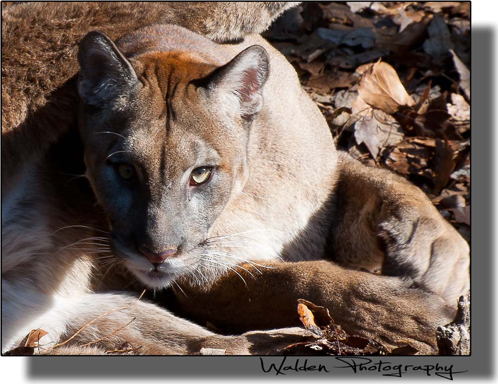 Florida Panther 1.jpg