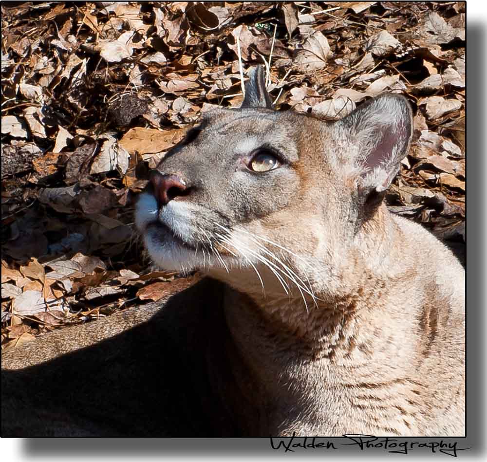 Florida Panther 2.jpg