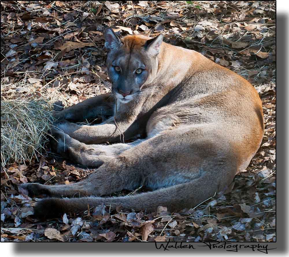 Florida Panther 3.jpg